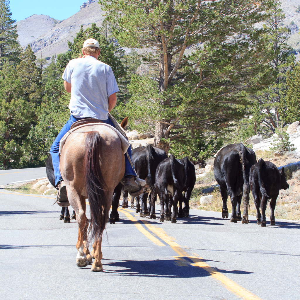 Cattle Drive