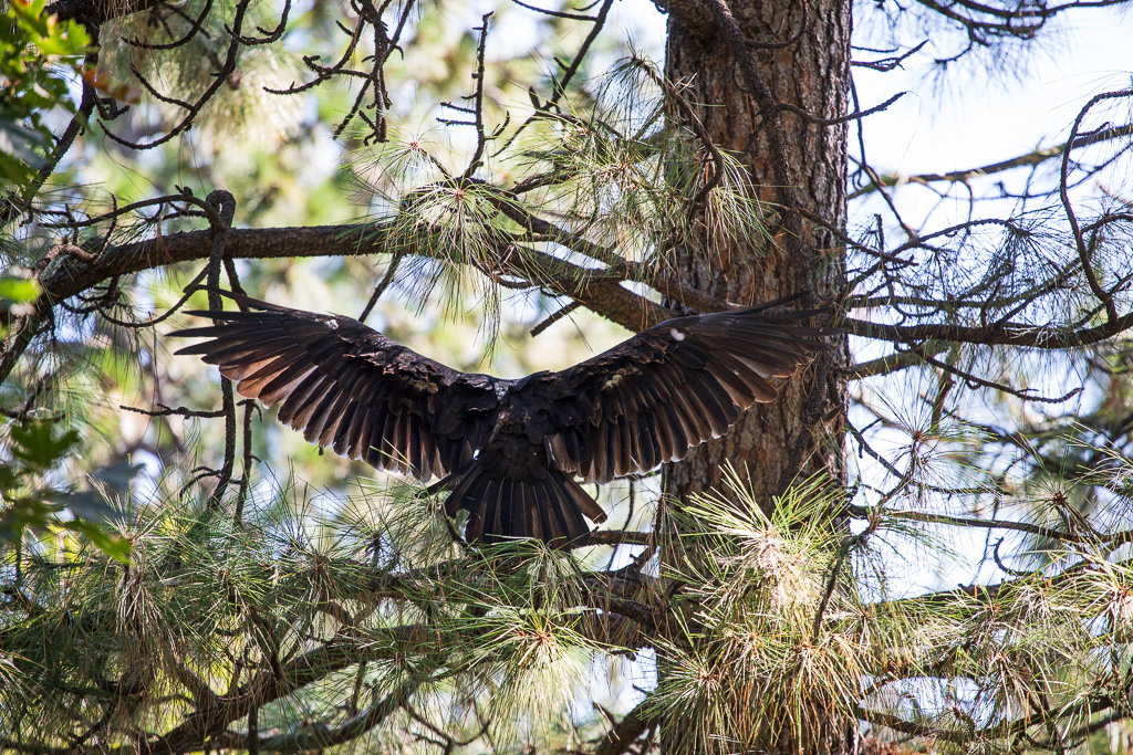 Turkey Vulture | Cathartes aura