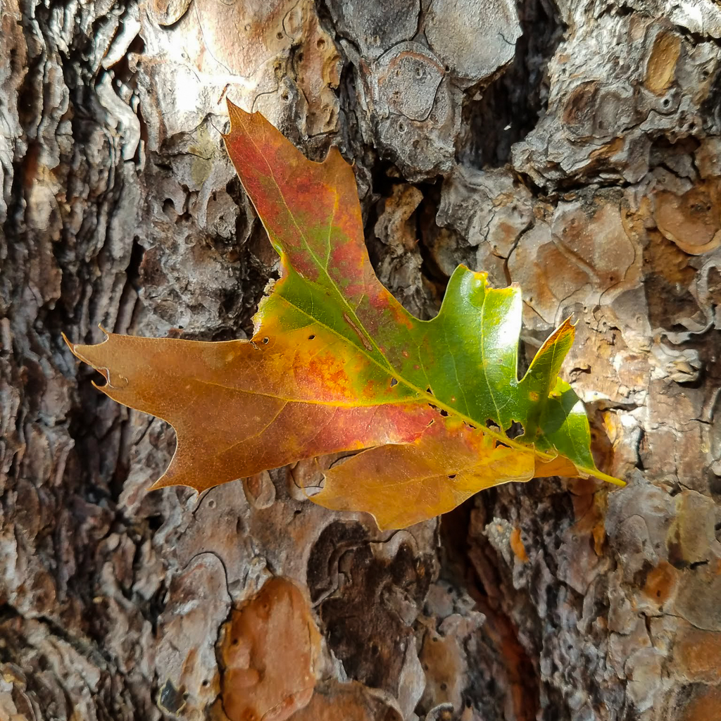 Black Oak Leaf, Quercus kelloggii, fall, ponderosa pine, bark, trunk, fall, autumn