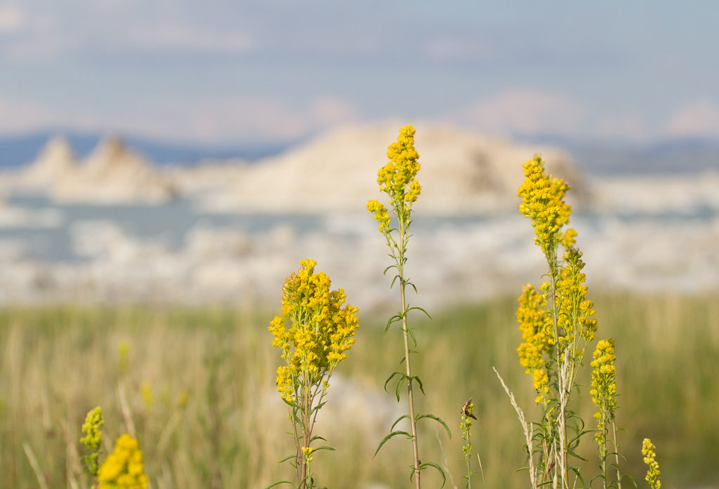 Mono Lake, Summer, Flowers, wildflowers, Mono County