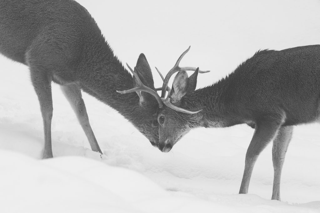 Mule Deer, Buck, Winter, Snow, Sierra Nevada, Antler