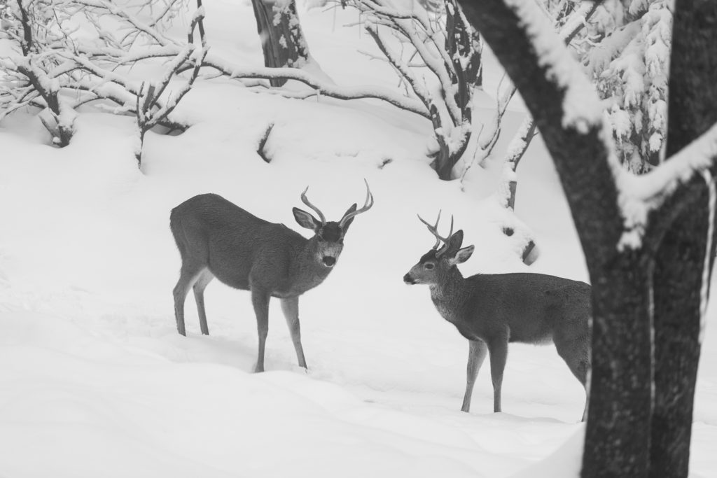 Mule Deer, Buck, Winter, Snow, Sierra Nevada, Antler, EMHahn Photography