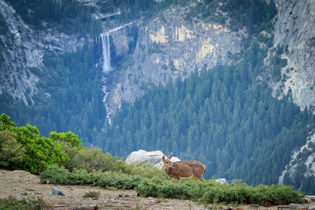 Vernal Falls, Deer, Yosemite National Park