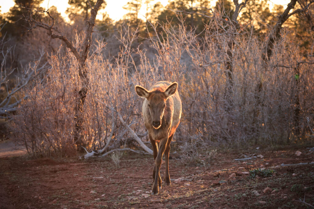 Elk Cow facing the camera at sunset in the Grand Canyon National Park