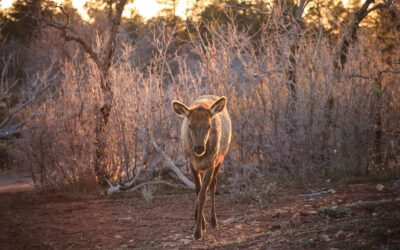 2015 Flashback #2 – Grand Canyon Elk