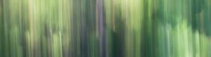 ICM Forest 4