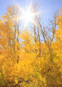 Eastern Sierra Nevada, Aspens, Fall, Autumn