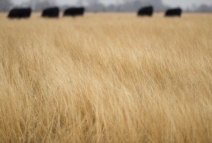 20120120-cowbokeh (1)