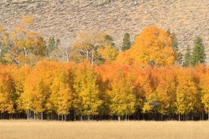 Eastern Sierra Nevada, Fall, Autumn