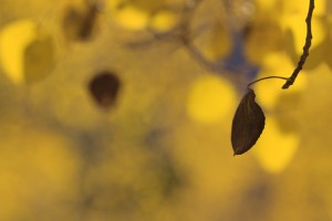 Eastern Sierra Nevada, Fall, Autumn