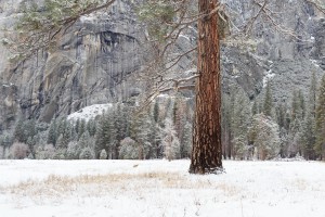 Ponderosa in Yosemite