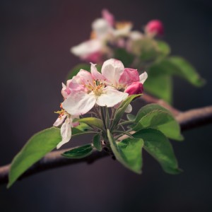 EasterAppleBlossom